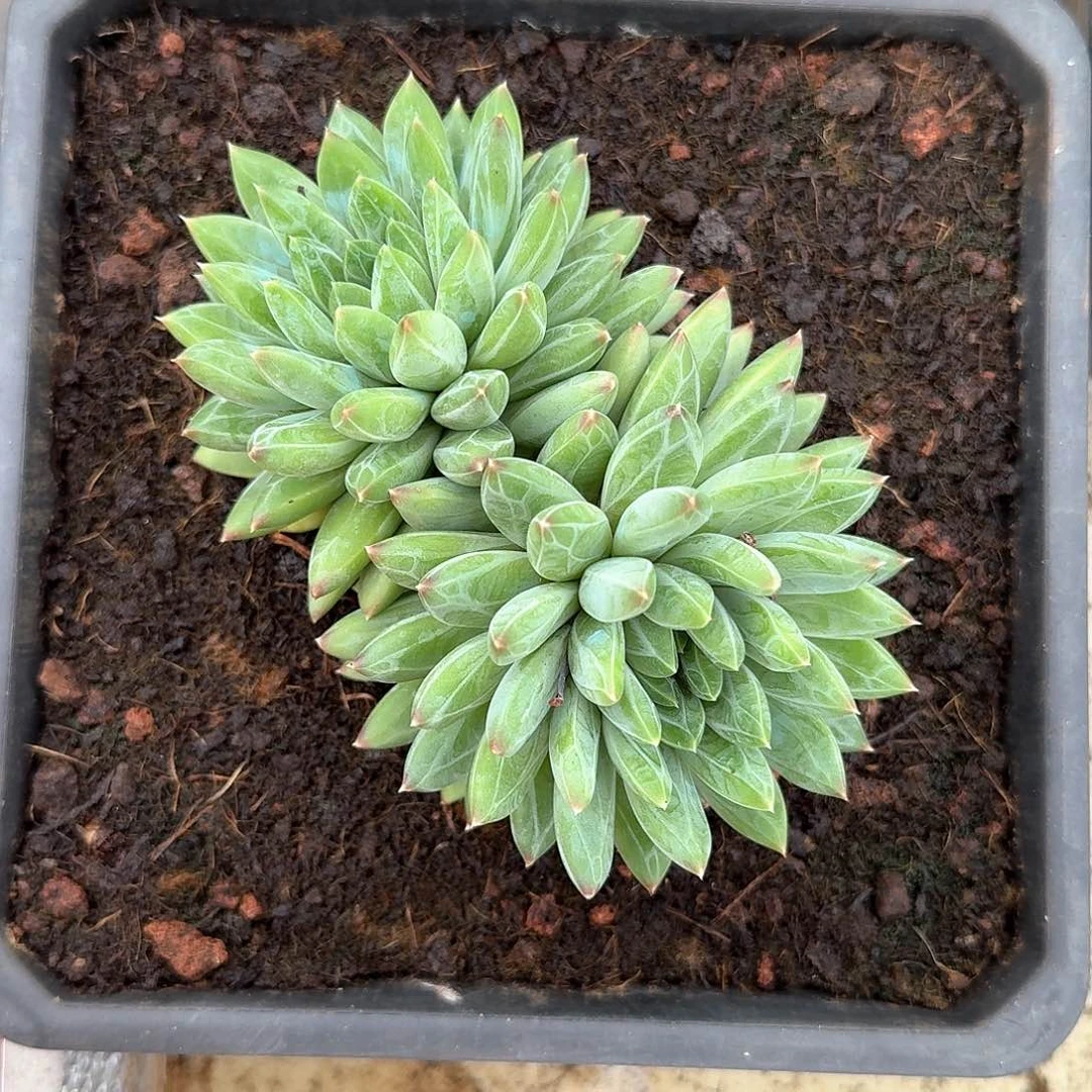 青花瓷大双头。