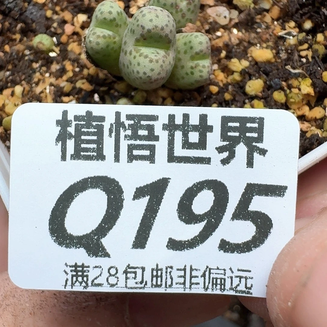 多肉植物的润泽发