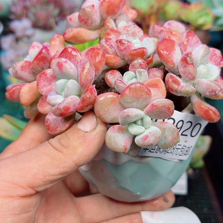 幸运的是我还没遇到你