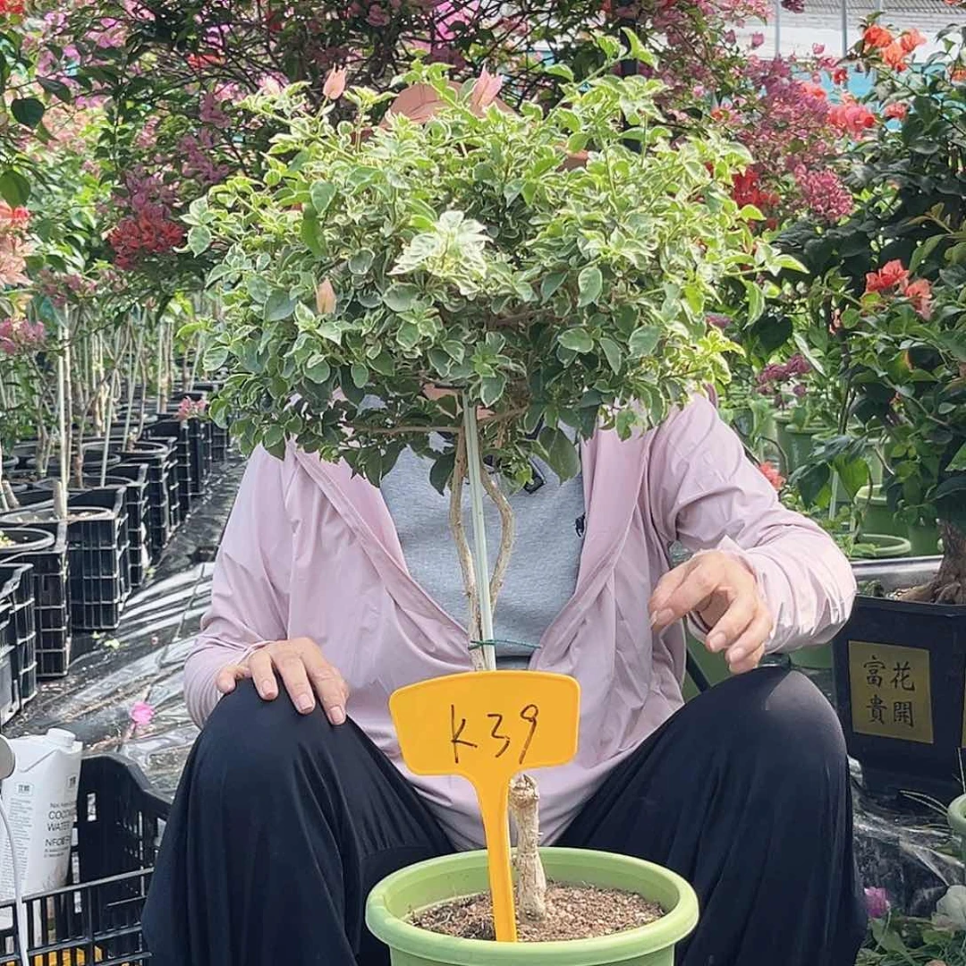 当前无花栽培后可以开花玉**花少女心K39