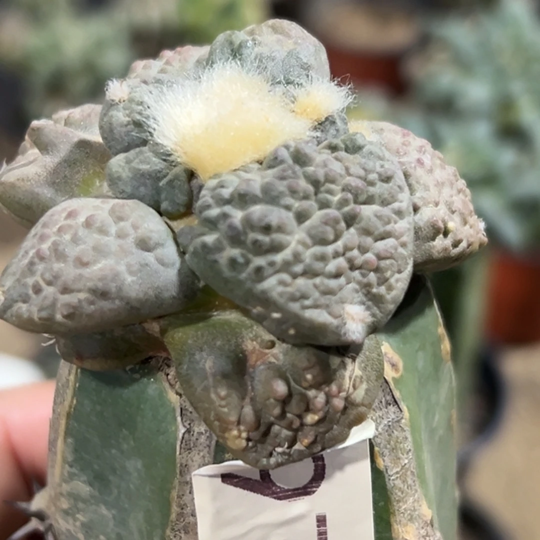 完全开放福利绣普紫肌连山哥斯拉牡丹971