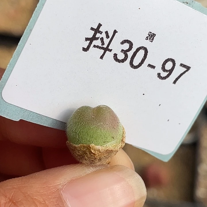 30-97毛翠滴多肉植物