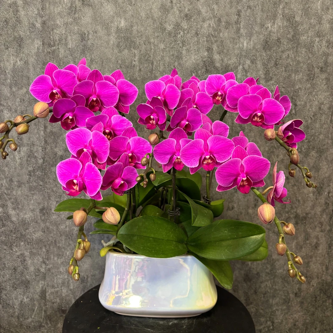 【福星-蝴蝶兰】中式 禅意 轻奢 绿植 室内懒人观赏花卉