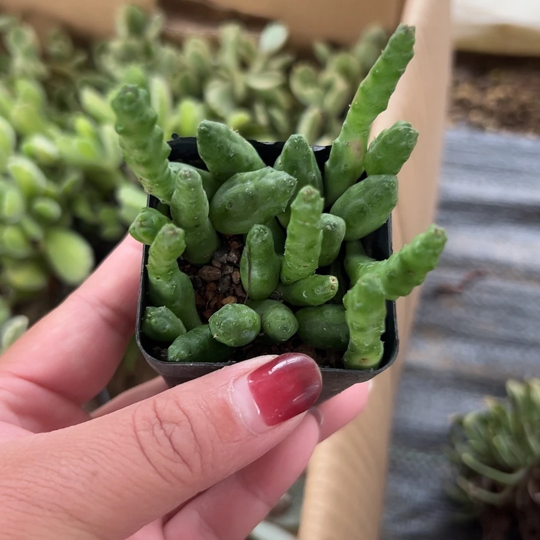 多肉植物多肉植物