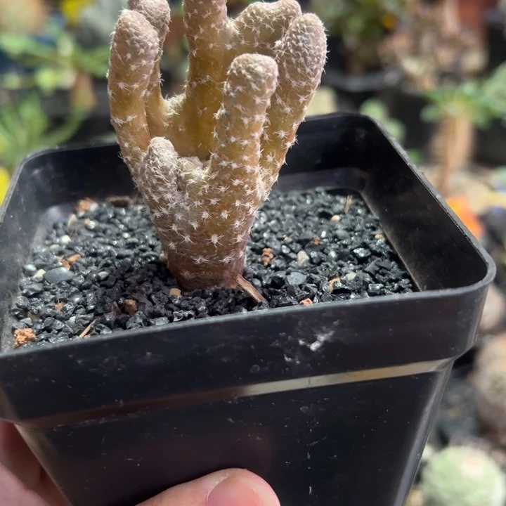 聚宝盆白鸡冠团扇带盆1111111