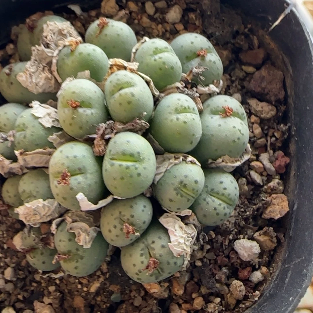 【闪购商品】21842