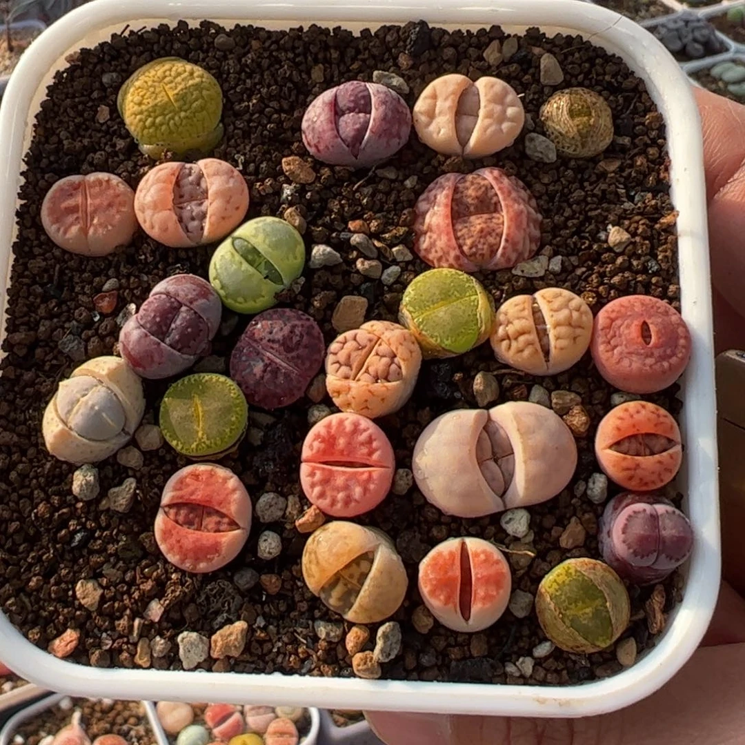 组合带盆多肉植物百科1