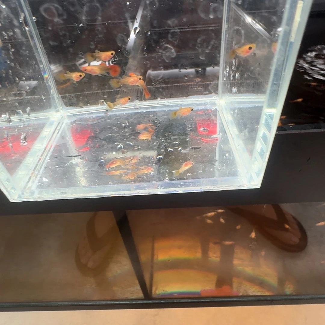 孔雀鱼欢****》一条