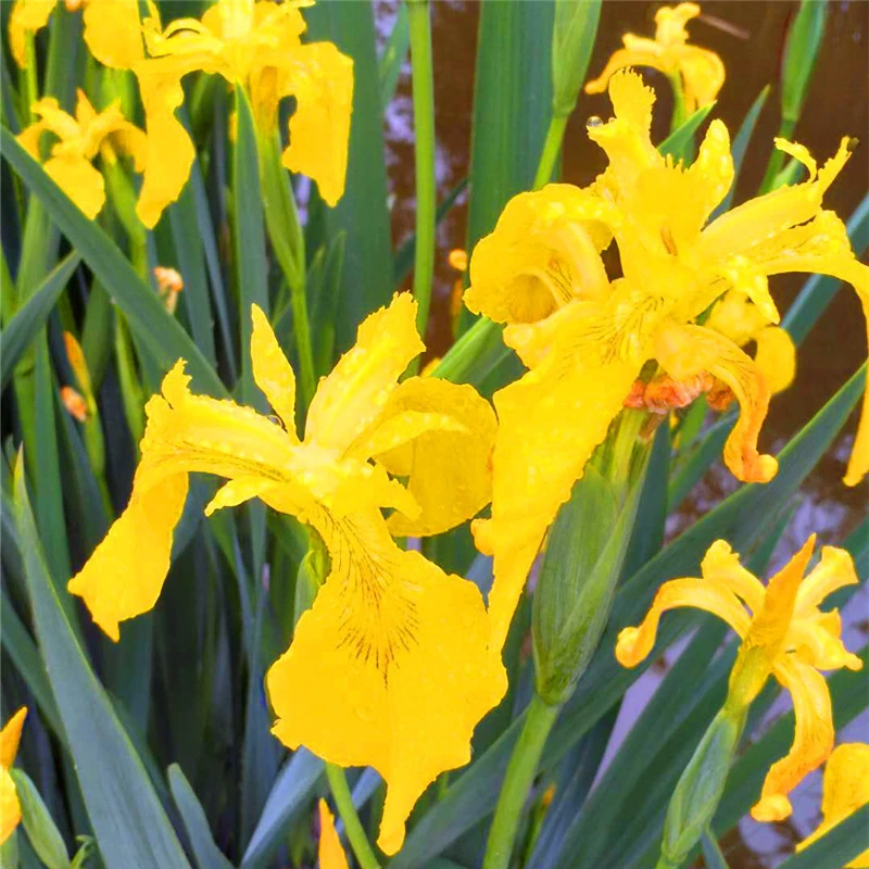 德国鸢尾苗常绿水养水仙花黄花紫花鸢尾多年生耐湿花园庭院绿植