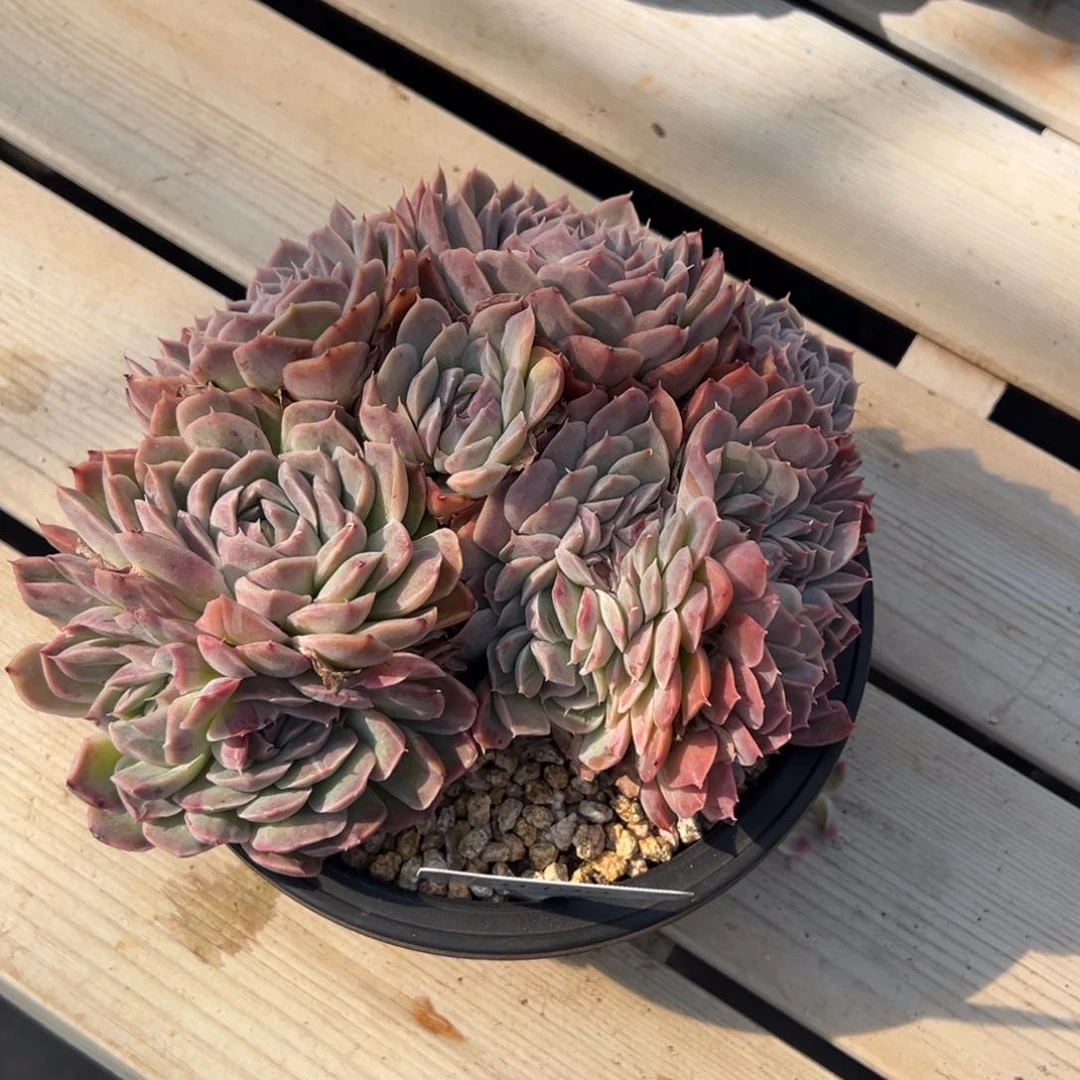 米*丫0499多肉多多多多多多多