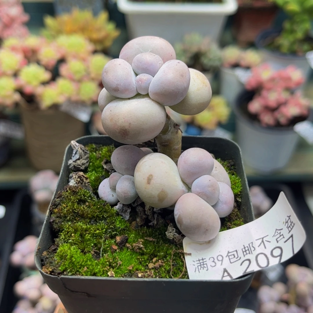 2097芭比奶酪5cm多肉