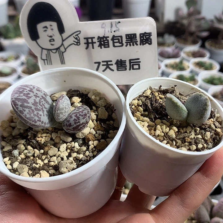 组合5专拍专拍专拍
