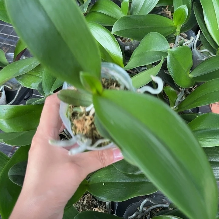 当前无花朵，栽培后可花朵麒麟3.0苗福利