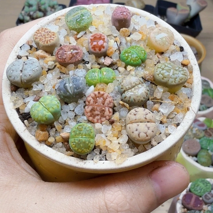 多肉葡萄等经济支柱1