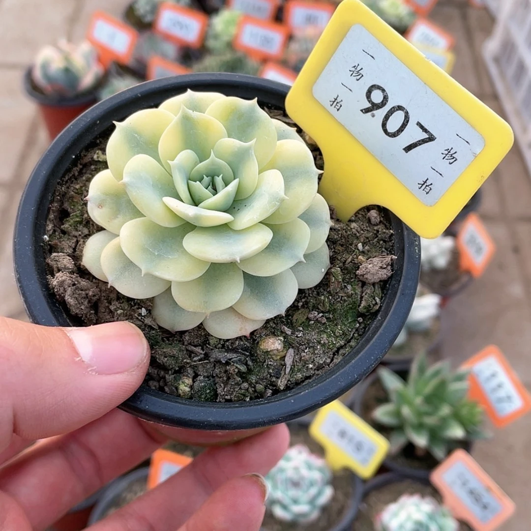 【闪购商品】907号