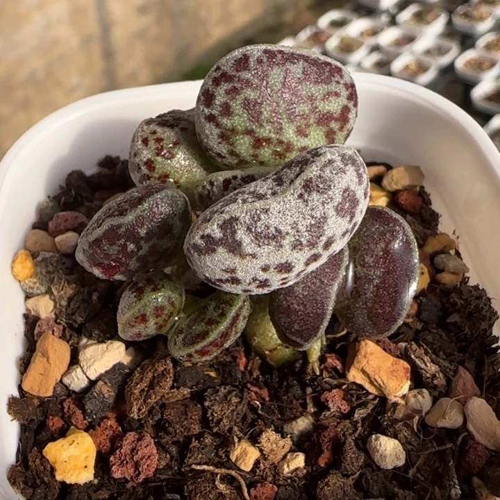 阴阳马蛋杂水泡多肉