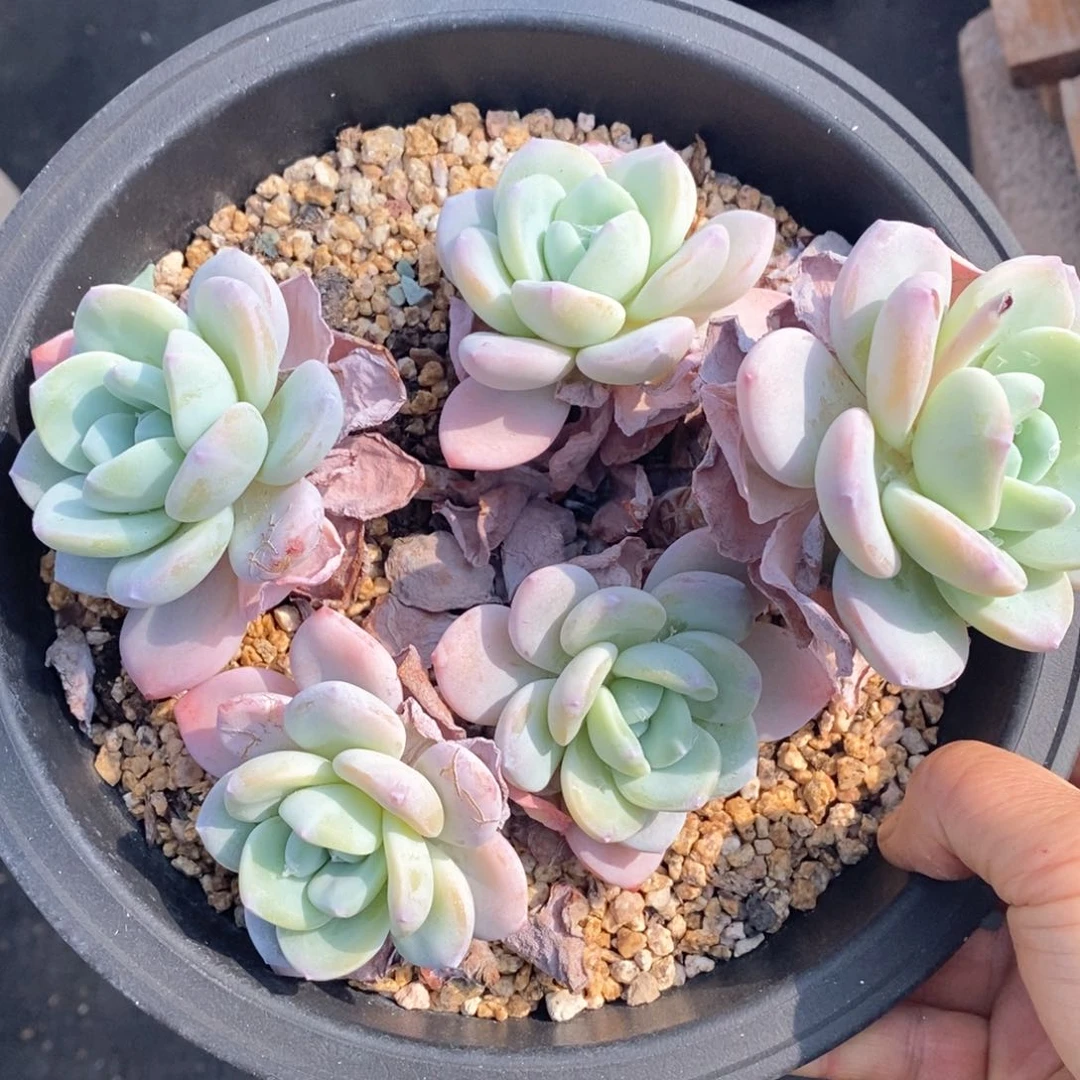 精品多肉一物一拍不包整38