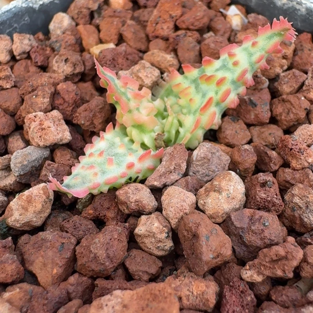 园艺芦荟一物一拍多肉植物