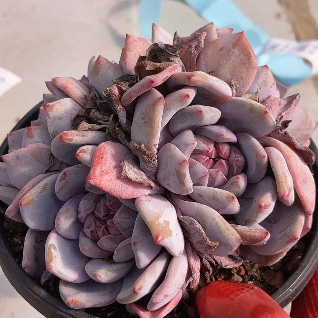 147 号一物一拍不退不换