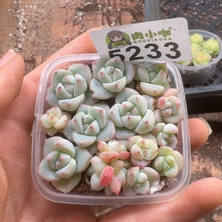 多肉植物多肉植物