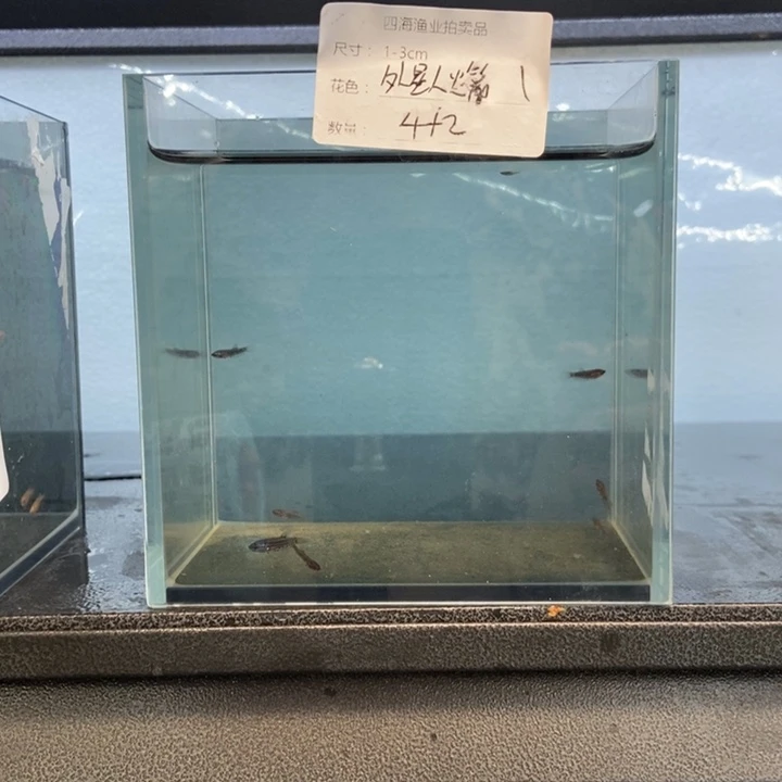 斗鱼包活不包损所见即所得011