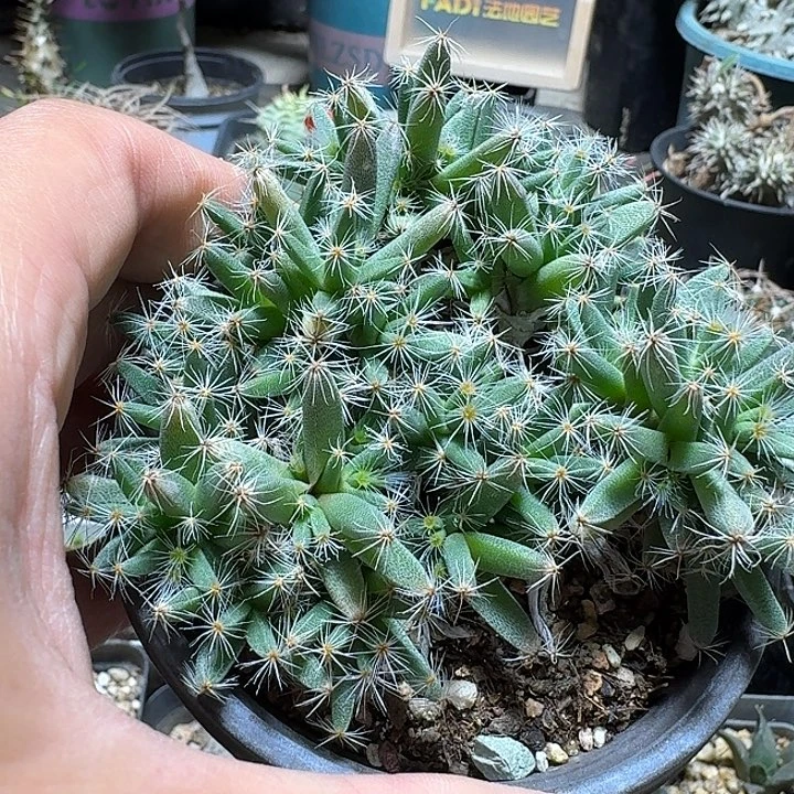 534紫晃星脱土发货