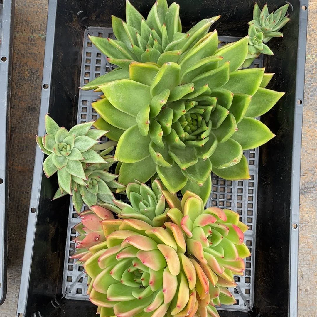 若如东云组拍899