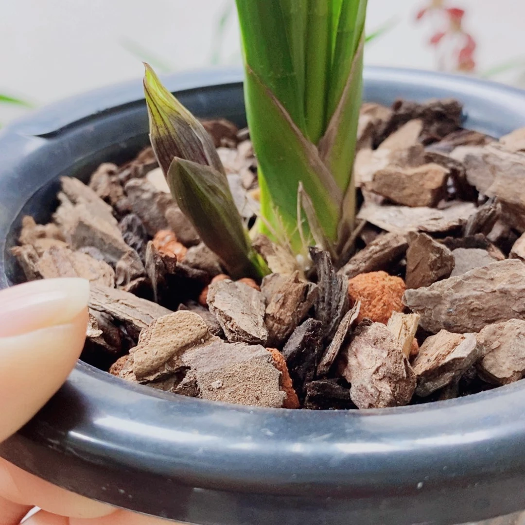 仁***湖大部分花苞少量开放