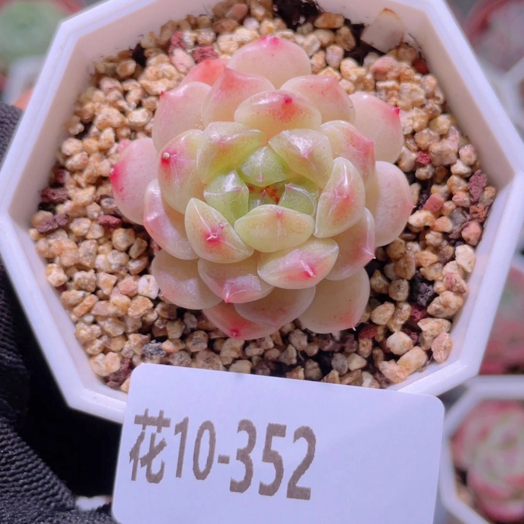 花利美10-352秘境冰魄