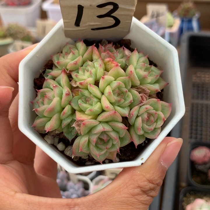 麦秆群满28元包邮