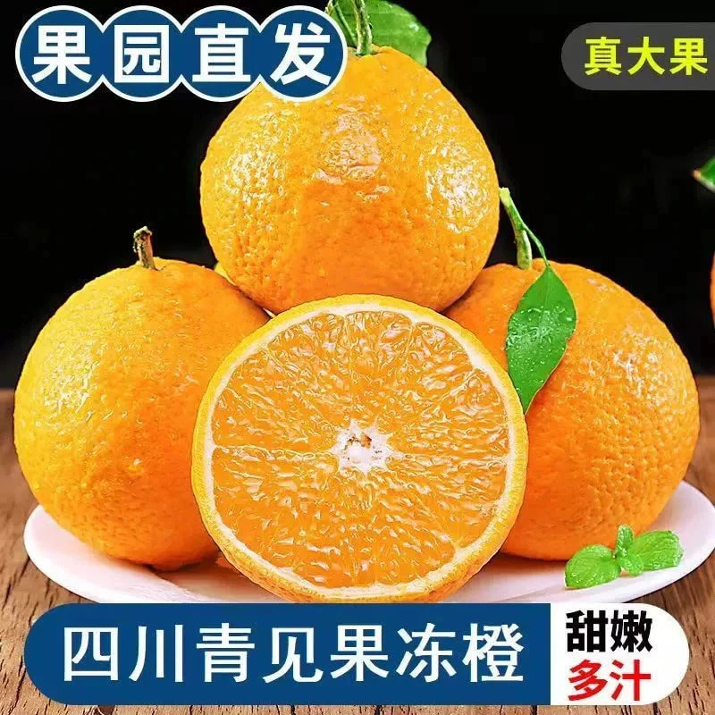 【果冻橙】四川晚熟青见果冻橙新鲜水果现摘现发坏果包赔非爱媛橙子