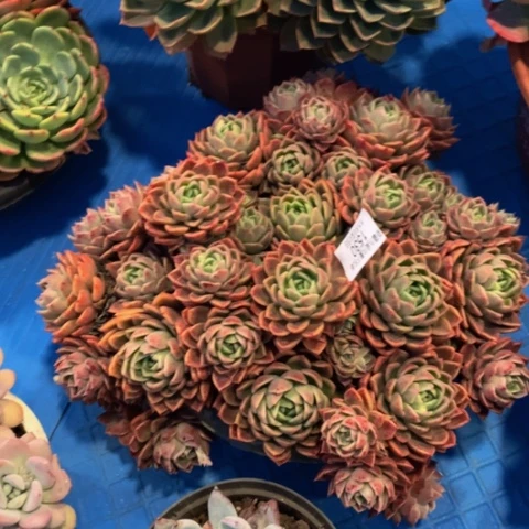 舍*！1530粉女巫多肉