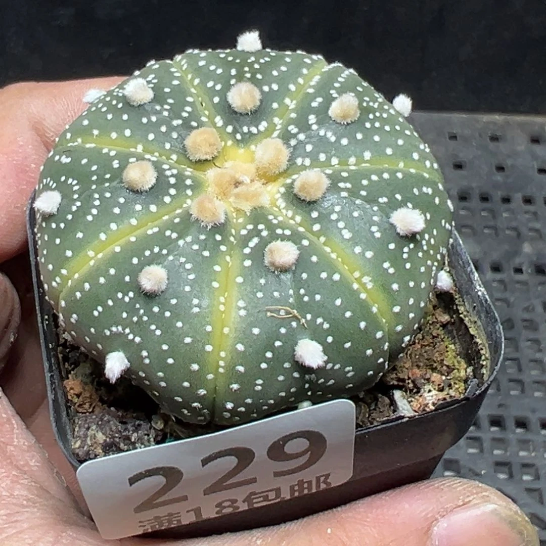 【闪购商品】 229。
