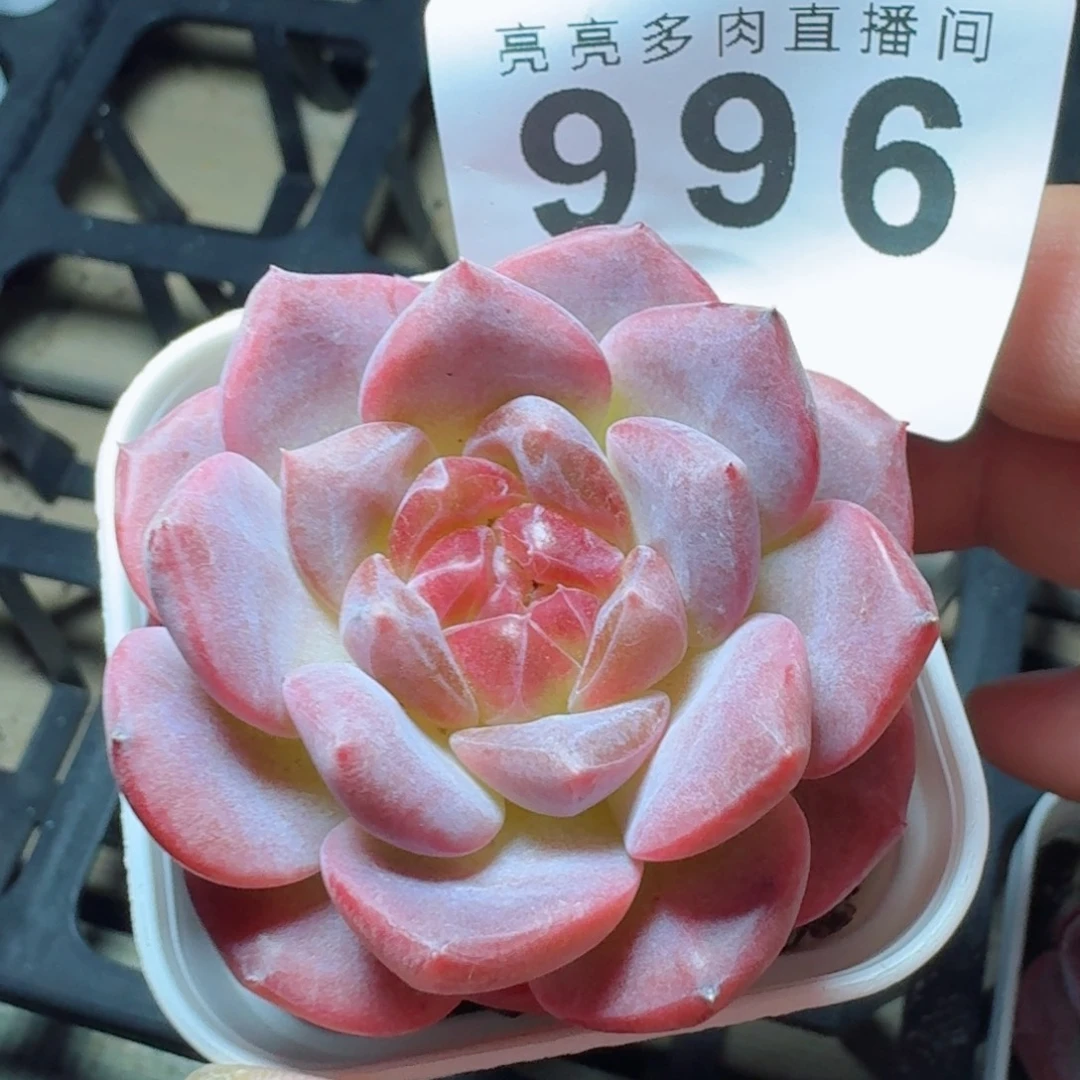 灯芯琥珀            精美多肉植物