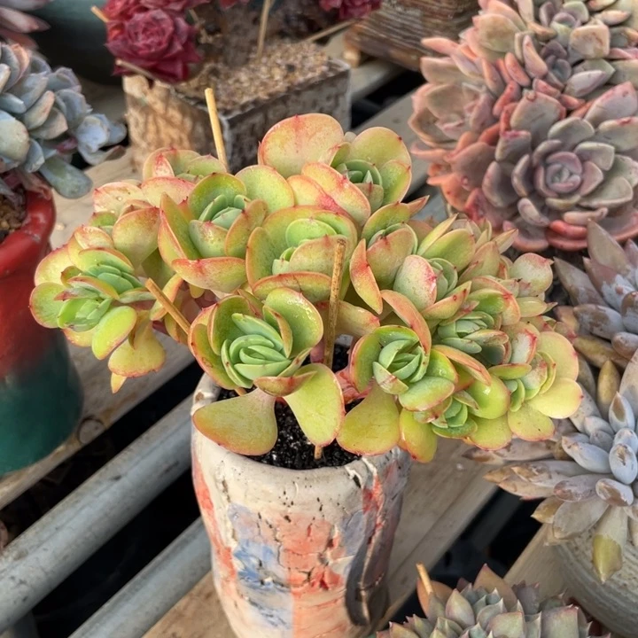 【闪购商品】鸡蛋碧桃duo duo