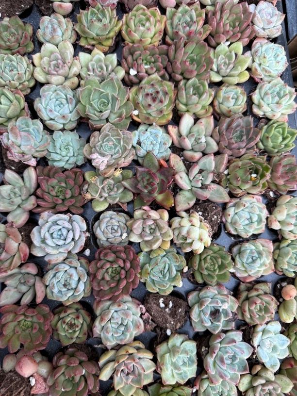 46多品种穴苗随机发三颗一组