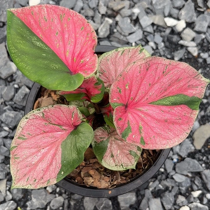 27-1005彩叶芋泰国发