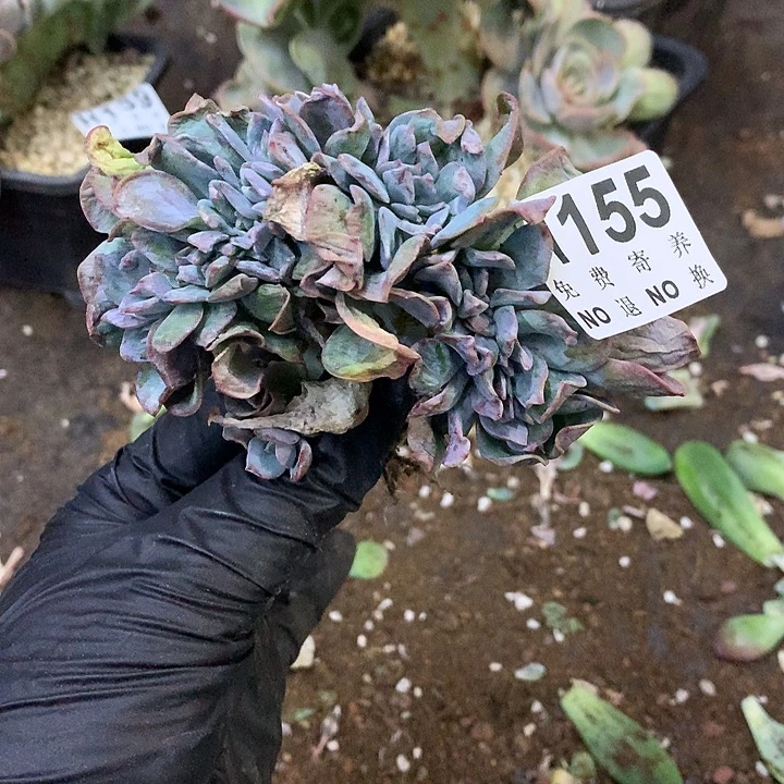 白凤缀化 非偏远38包邮 节后发联系客服