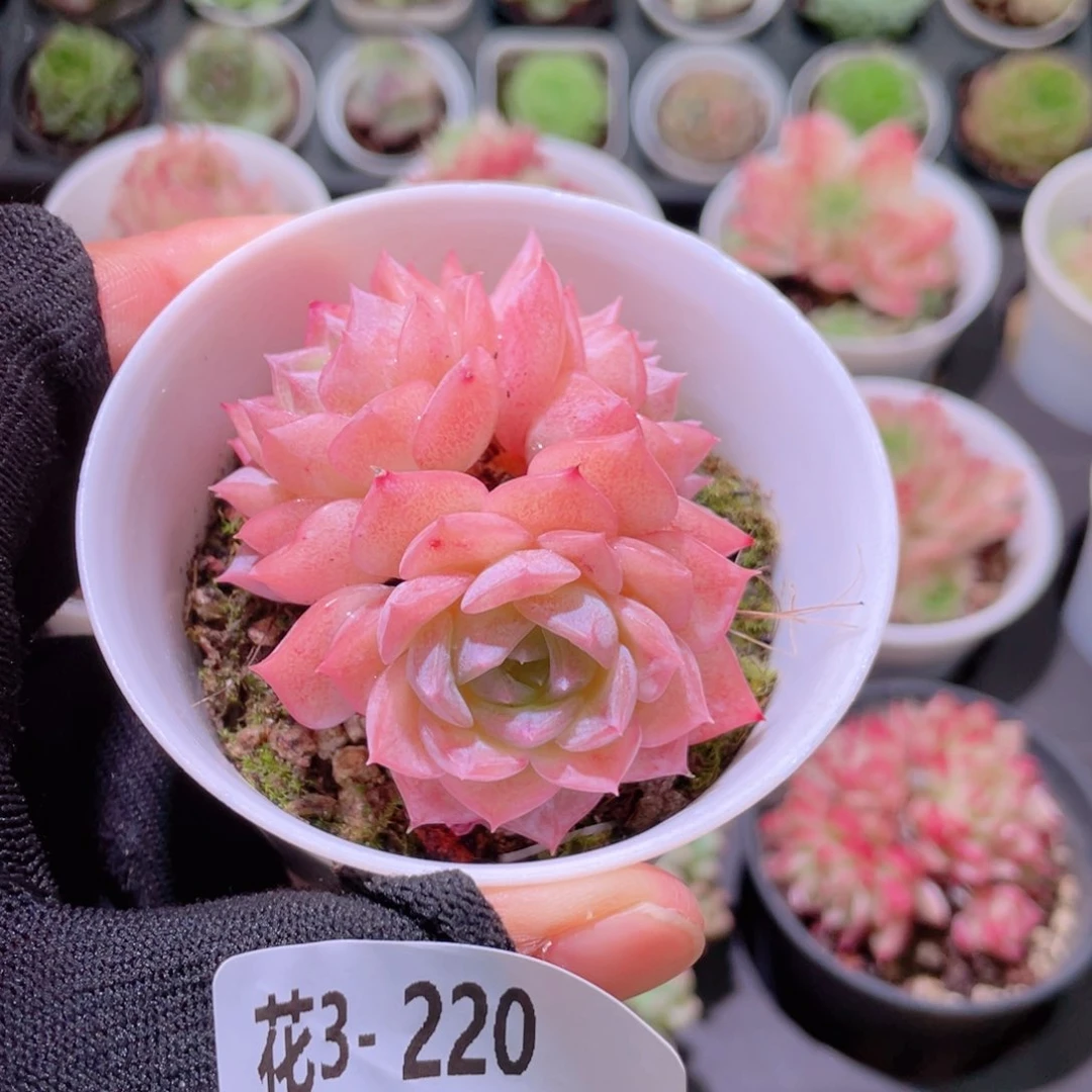 花利美3-220纯爱群