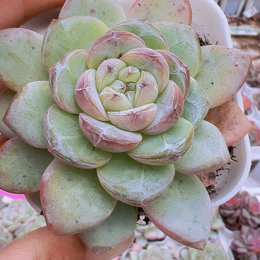 大星星珍妮19包邮多肉