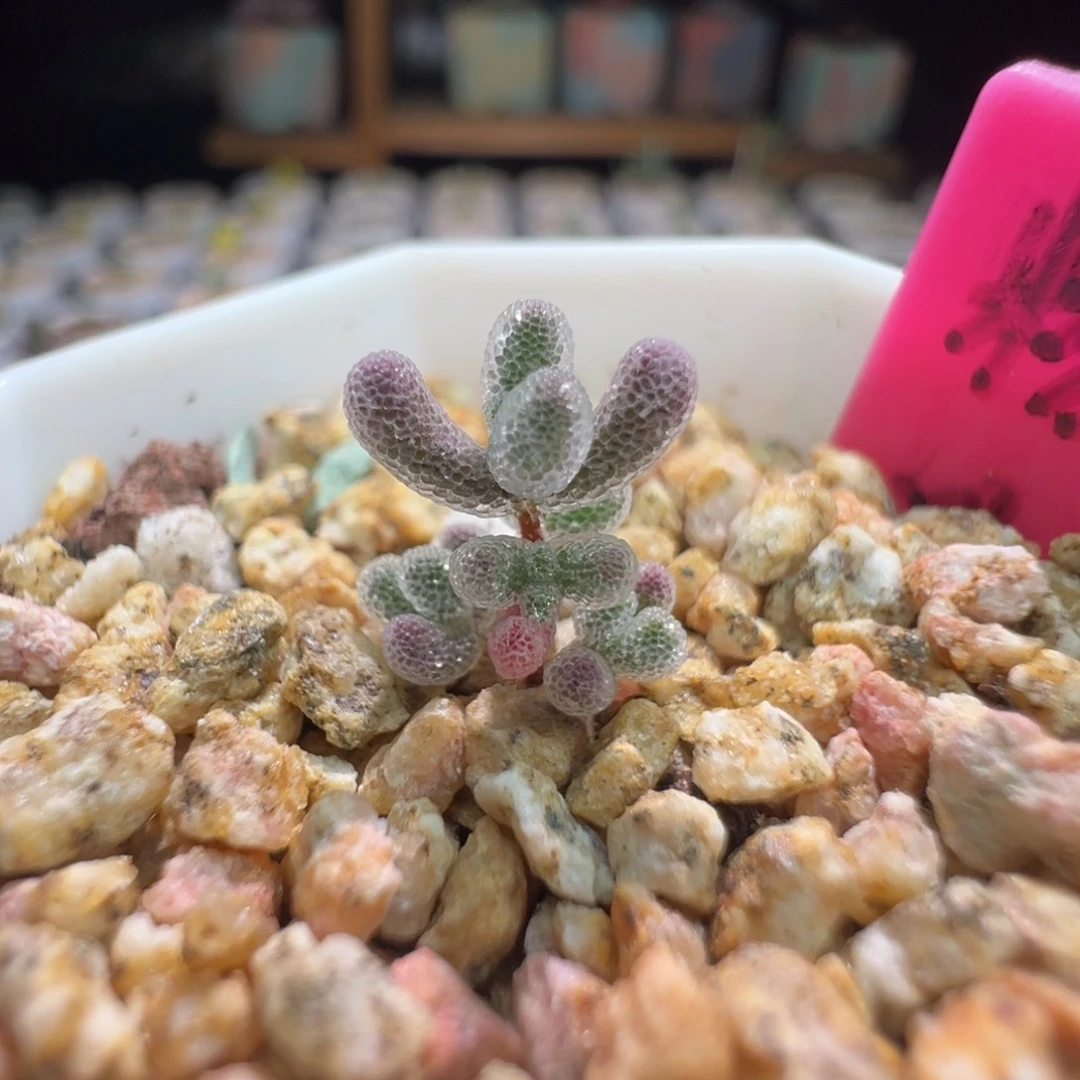 巨厚巨闪，尺寸很小，353实生粉冰晶，拍下不退不换