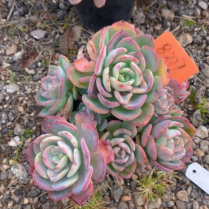 小***白白月光多肉植物8227