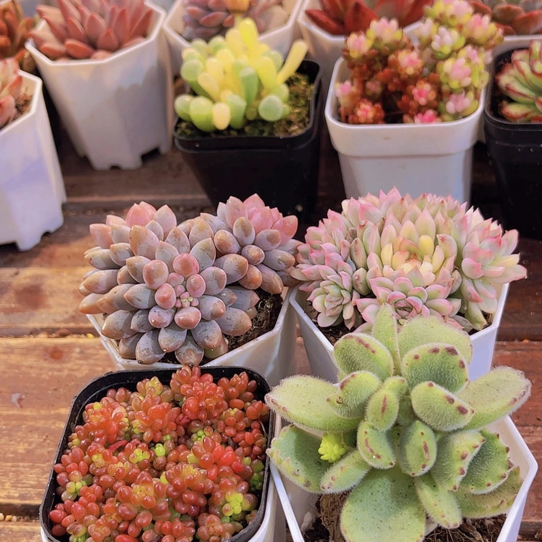 蓝舍香水➕女雏锦➕红浆果➕熊童子