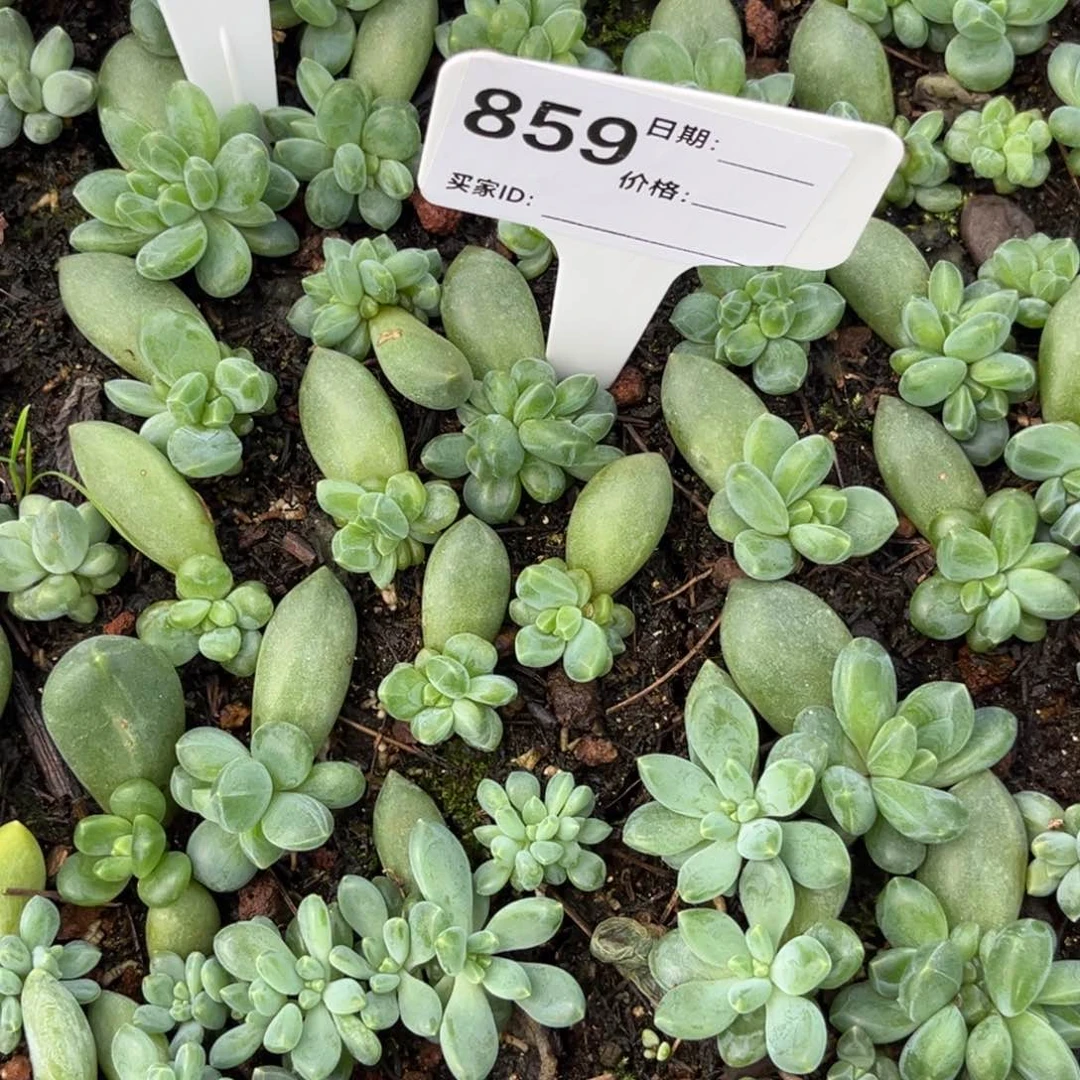 C***…胖体阿帝多肉植物859