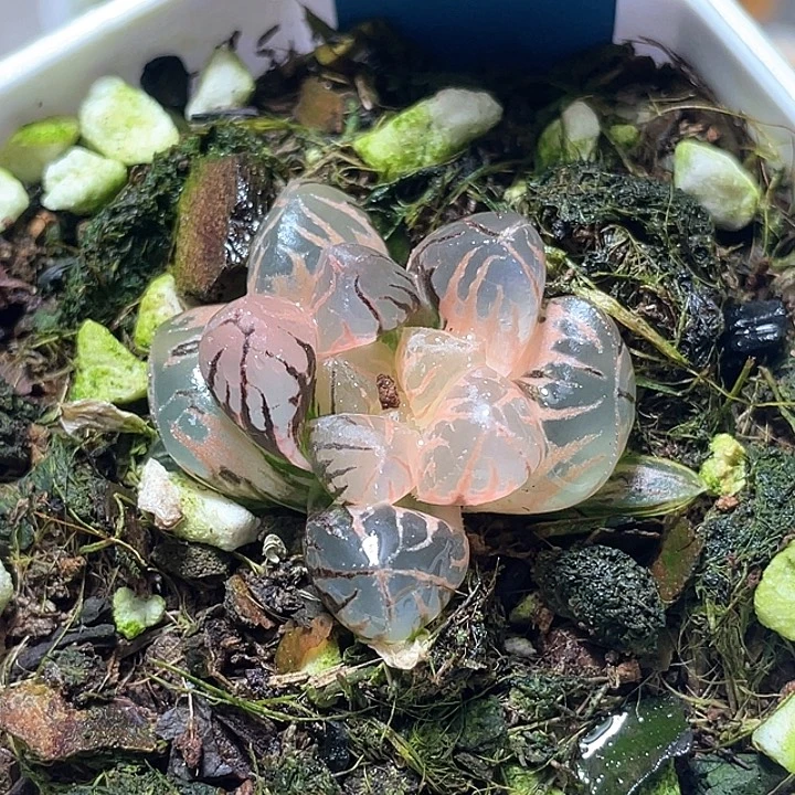 ****浅721灵犀玉露锦特选福利