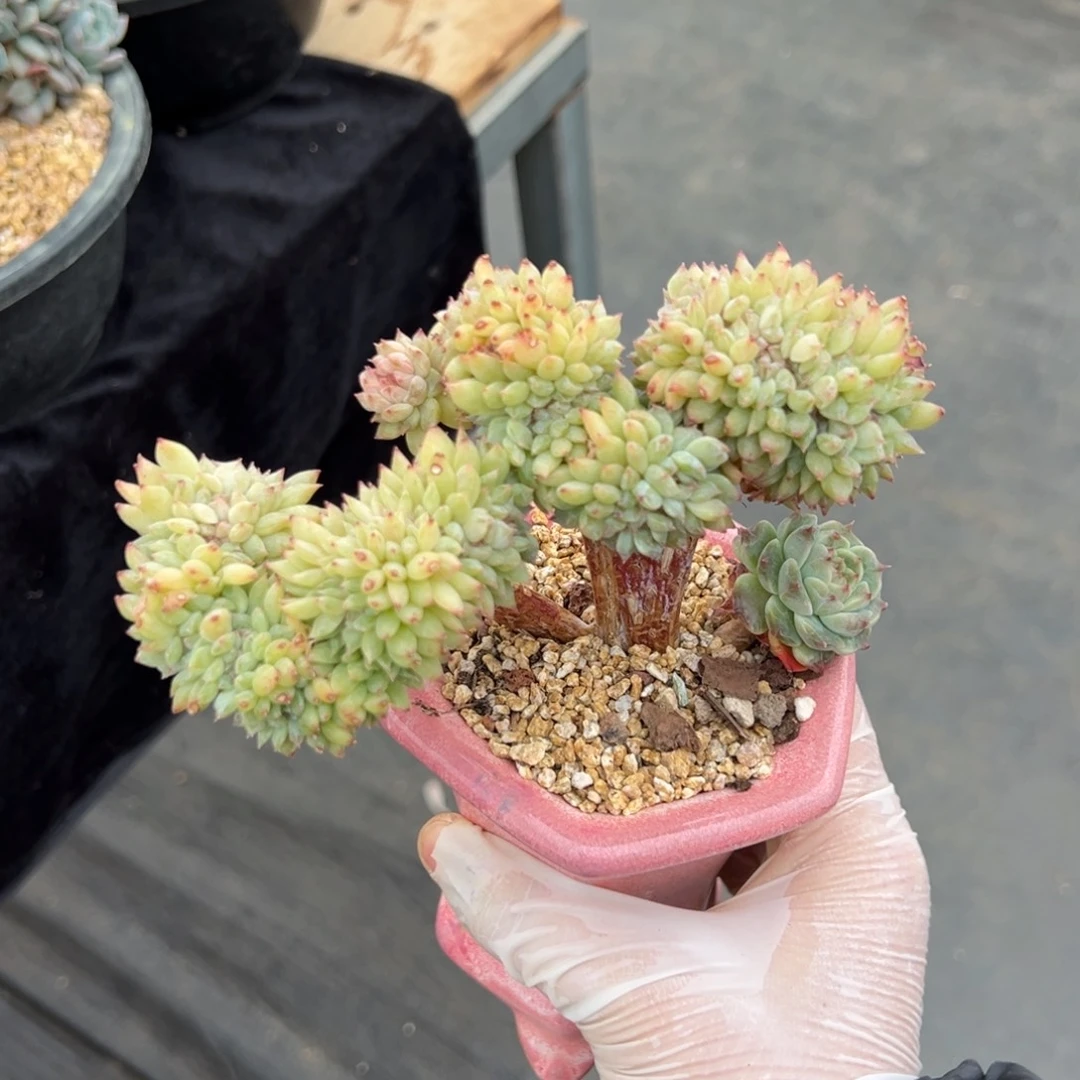 木**易新年快乐 新年快乐 新年快乐