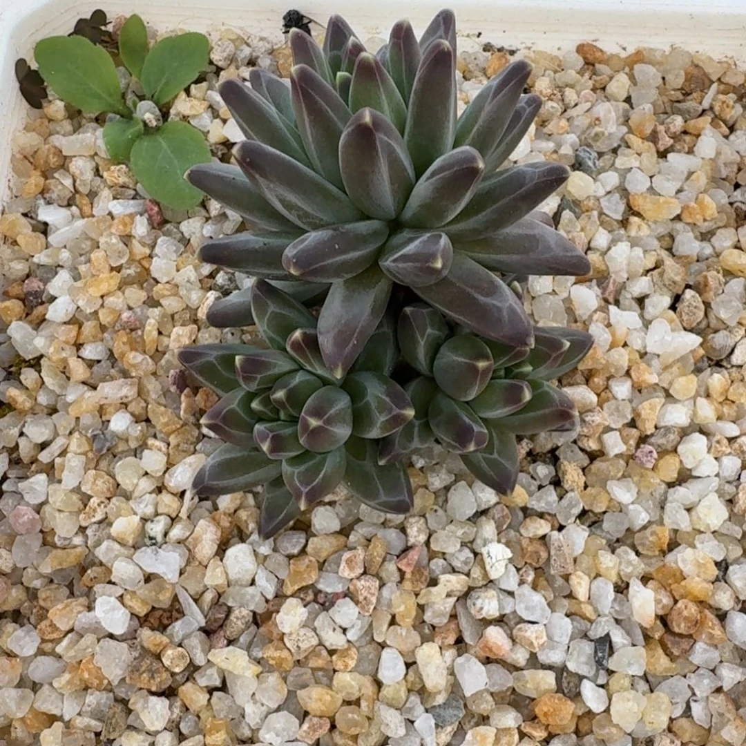 黑珍珠 3头  一物一拍