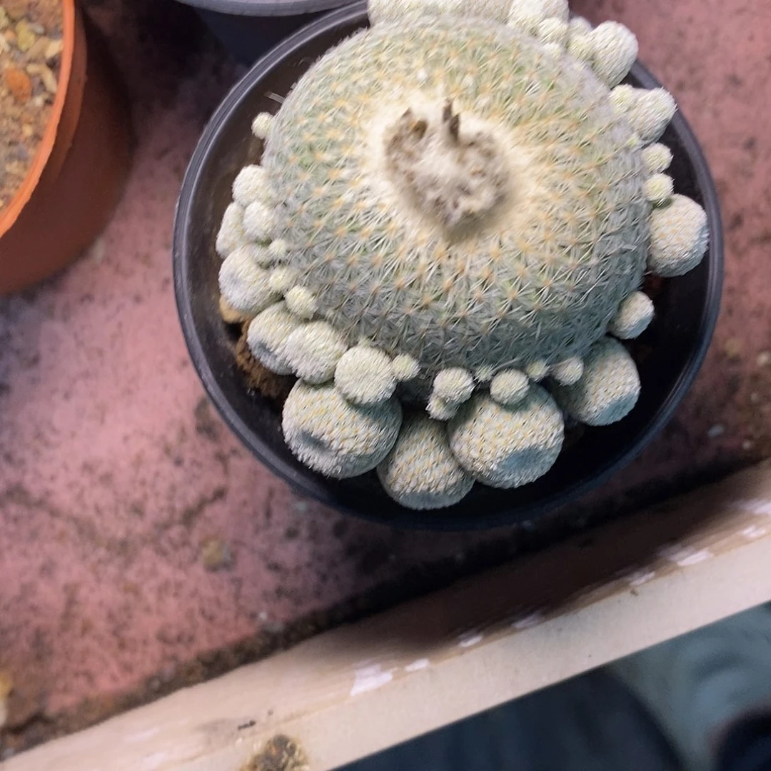 开***开完全开放月世界仙人球仙人掌