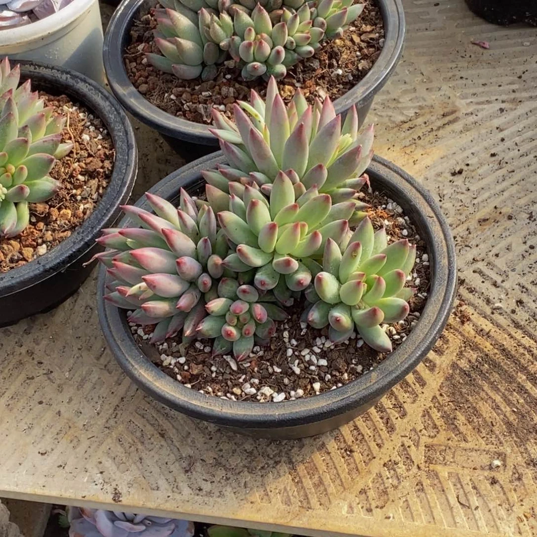 遵****丽48包邮一物一拍多肉植物