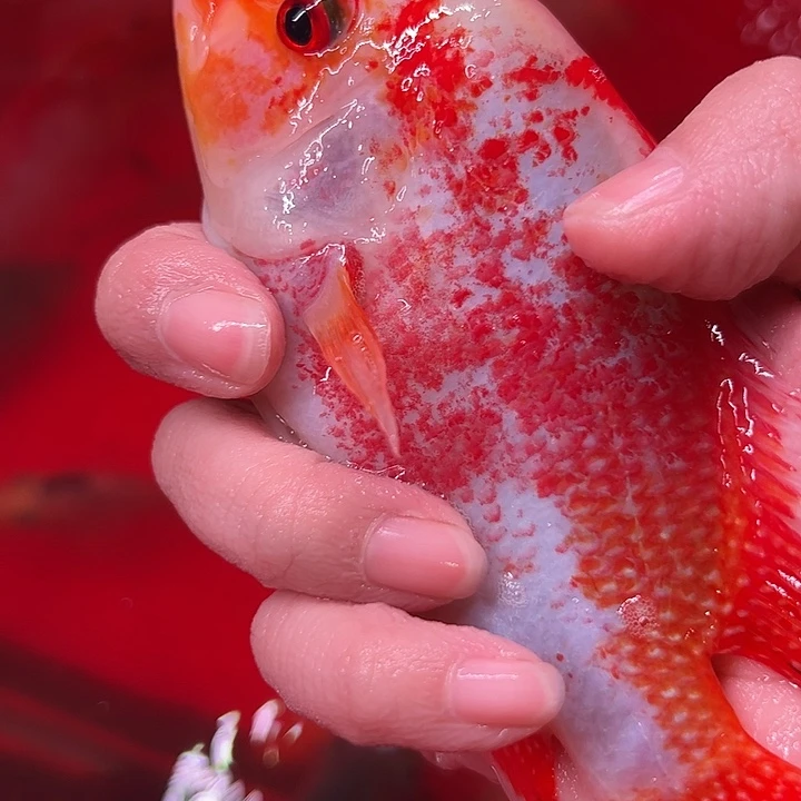 言***行罗汉鱼大概会和vvv